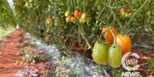 Tomate, cenoura, pepino, beterraba e pimentão verde têm queda no preço