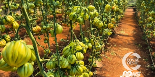 Tomate Pitanga