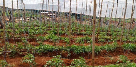 Transferência de renda melhora a produção e a vida de agricultores familiares