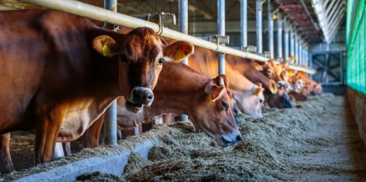 UNIGUAÇU oferece curso presencial gratuito para produtores de São Miguel e região sobre nutrição de bovinos leiteiros