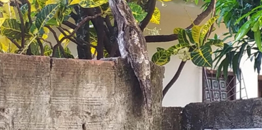 Urutau é flagrado descansando no muro de residência em Santa Helena