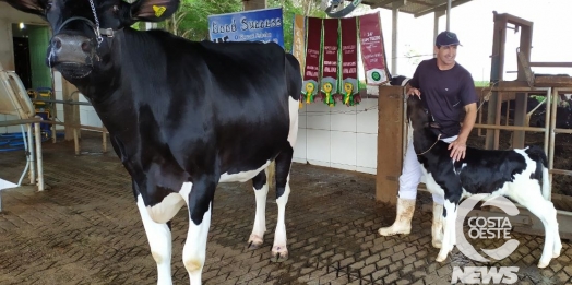 Vaca holandesa premiada de Missal é resultado de melhoramento genético e boas práticas de manejo