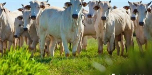 Vacinação contra raiva em herbívoros passa a ser obrigatória a partir de 24 de março no Oeste do Paraná