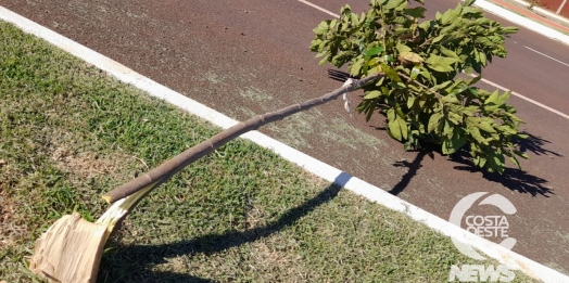 Vândalos destroem arborização da Av. São Paulo, em Santa Helena