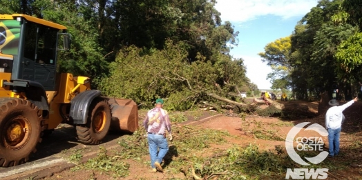 Veículo colide em árvore derrubada sobre a rodovia PR 488, entre Diamante D’Oeste e Vera Cruz