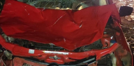 Veículo colide violentamente em boi na rodovia PR 317 em Santa Helena