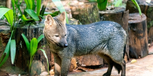 Veterinário do Refúgio Biológico de Itaipu resgata cachorro-do-mato, em caráter emergencial