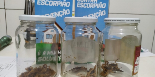 Vigilância em Saúde encontra 35 escorpiões em nova busca ativa noturna em São Miguel do Iguaçu