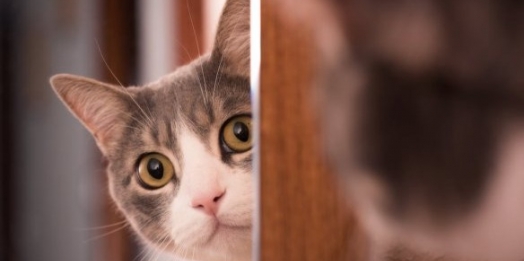 Você sabia que deve avisar seu gato toda vez que sair de casa?