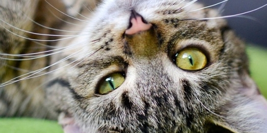 Você sabia que seu gato é capaz de lhe dizer se há paz e energias positivas em sua casa? Entenda!