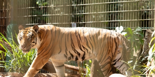 Zoológico de Cascavel abre agenda de 2024 para visitas guiadas