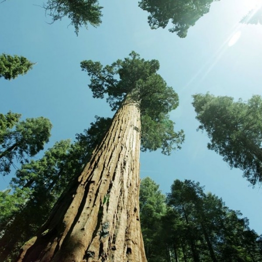 A árvore gigantesca