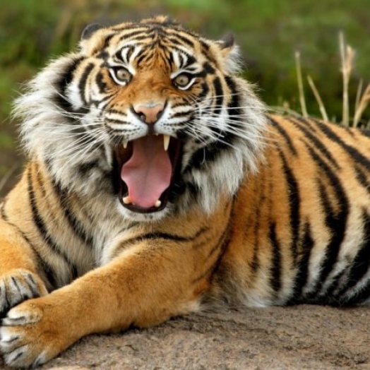 A corneta e os tigres