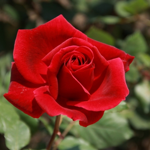 A rosa