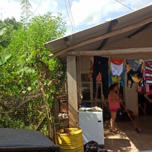 Abelhas atacam animais em chácara nas proximidades do Lago dos Pioneiros, em Toledo