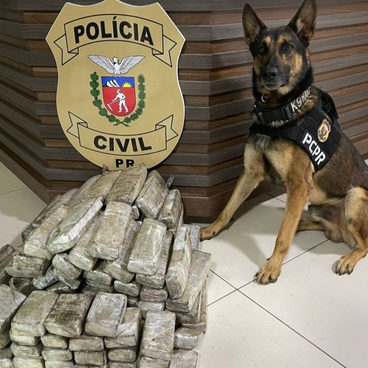Ações dos cães policiais da PCPR resultam na apreensão de mais de 10 toneladas de drogas em 2022
