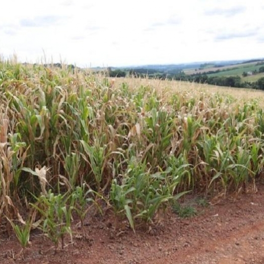 Agricultores de Santa Helena atingidos pela seca terão descontos em financiamentos