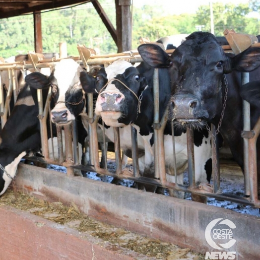 Agricultura lança mais uma etapa do programa de inseminação artificial em Santa Helena