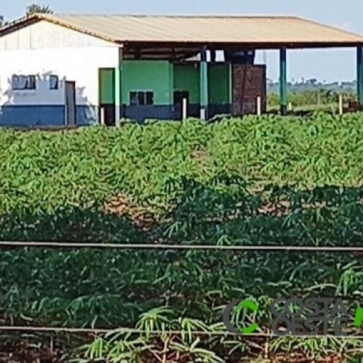 Agroindustrialização de mandioca pode ser alternativa viável para produtores do Oeste do Paraná