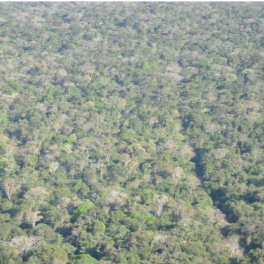 Ambientalistas se articulam para barrar PL de reabertura da Estrada do Colono