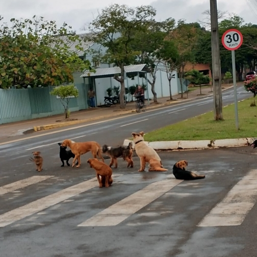 Animais soltos em via pública geram reclamações em Santa Helena