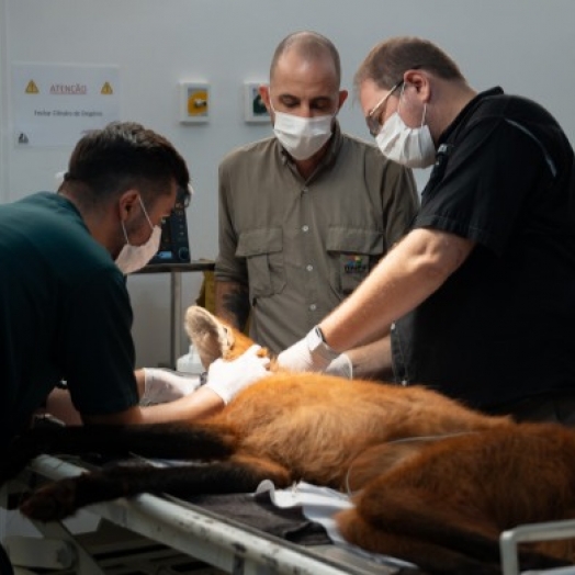 Após atendimento na Itaipu, lobo-guará retorna à natureza