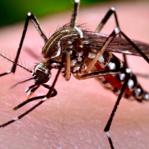Arrastão contra a dengue começa nesta terça-feira em Missal
