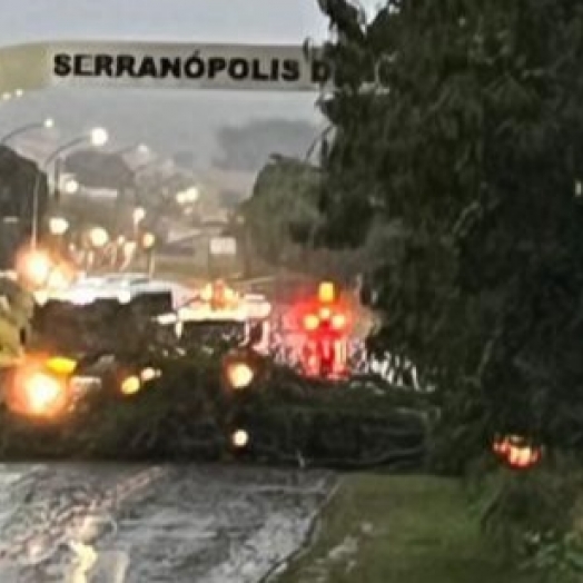 Árvore cai e bloqueia entrada de Serranópolis após forte chuva
