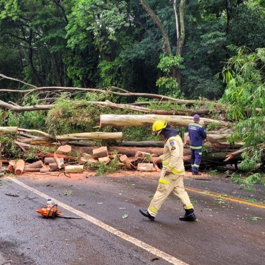 Árvore cai e bloqueia rodovia próximo ao balneário de Santa Helena