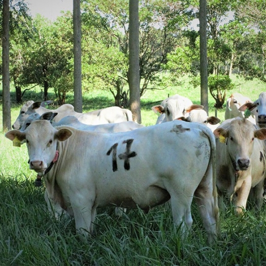 Árvores no pasto melhoram ganho de peso, conforto térmico e reprodução dos animais