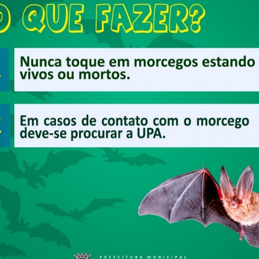 Atenção para o aumento de ocorrência de morcegos nesta época do ano