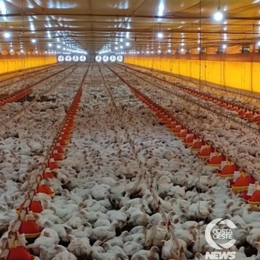 Avicultura paranaense investe em tecnologia e inovação