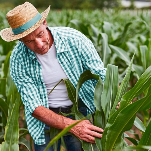 BID Invest e Sicoob acertam parceria para impulsionar a agricultura e a energia sustentável no Brasil
