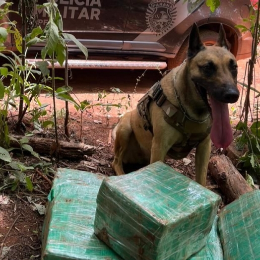 BPFRON apreende drogas em Santa Helena com auxílio do cão farejador