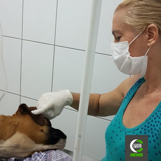 Cachorra encontrada agonizando dentro de bolsa em Santa Helena é resgatada