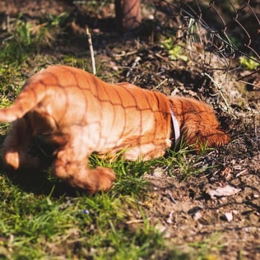 Cachorro cavando: por que os cães têm esse hábito?