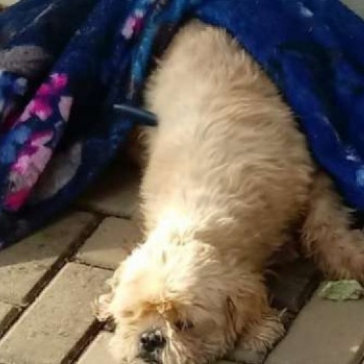 Cachorro é encontrado com faca cravada no corpo em Marechal Rondon