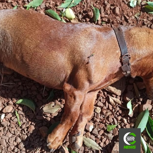 Cachorro é morto a tiros no interior de Santa Helena