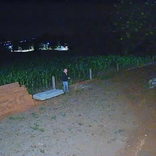 Câmera de segurança flagra furto de Pavões Arlequim no interior de Santa Helena
