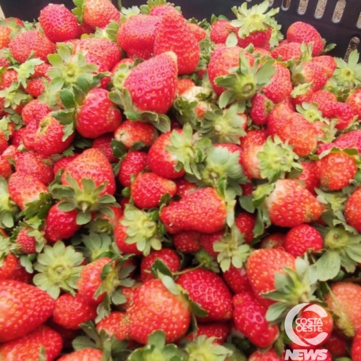 Casal aposta no cultivo do morango como nova fonte de renda