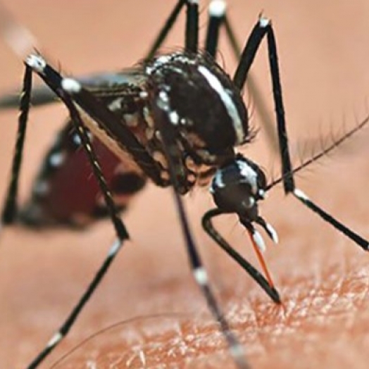 Cascavel confirma 1ª morte por Dengue