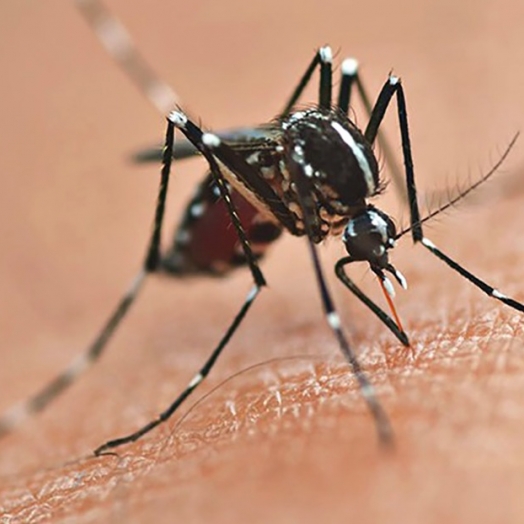 Casos de dengue continuam aumentando em Santa Helena e somam 56 casos confirmados