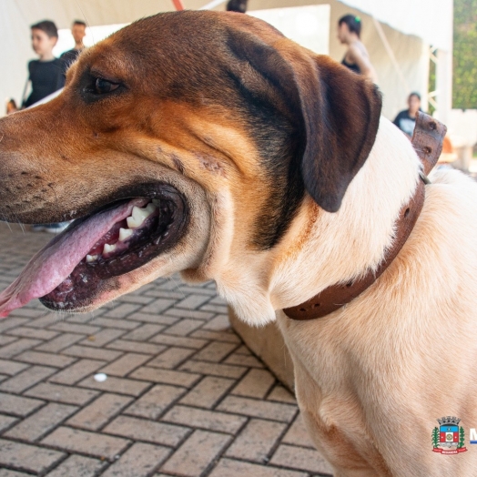Castrapet realizou com sucesso a castração de 115 cães e gatos