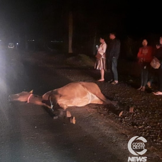 Cavalo morre ao ser atropelado na PR 488, em Santa Helena