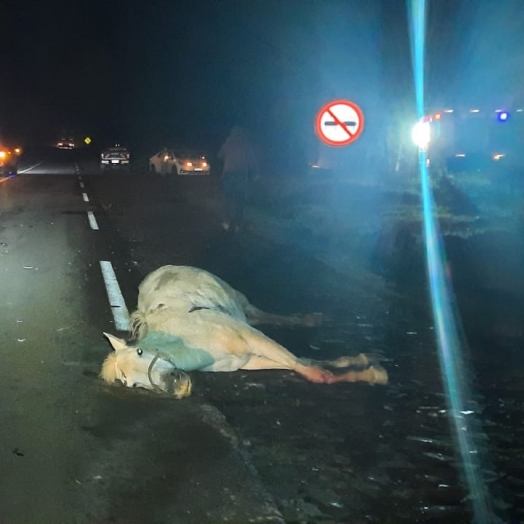 Cavalo morre ao ser atropelado na PR 495, entre Santa Helena e Entre Rios do Oeste