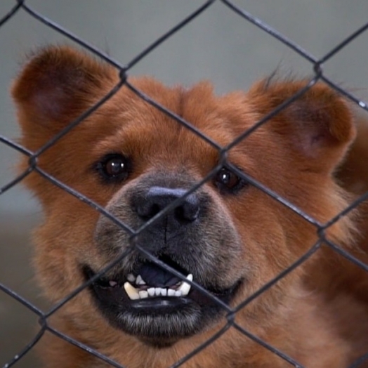 Centro de Controle Animal ganha novo playground para pets em Guaíra