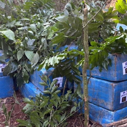 Cerca de 800 quilos de maconha são apreendidas na área rural de Santa Helena