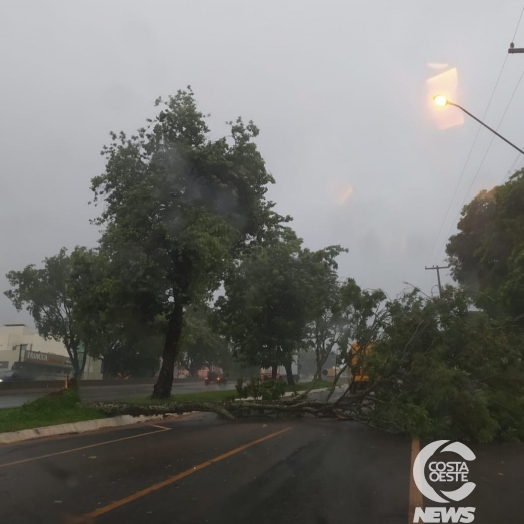 Vento derruba árvores e chuva causa estragos em São Miguel do Iguaçu