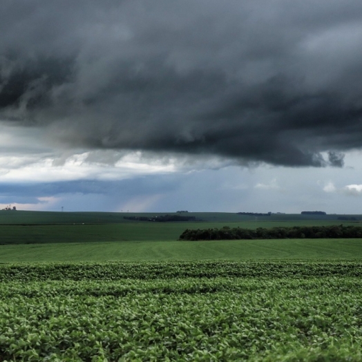 Chuvas acima das médias impactam produção agropecuária paranaense