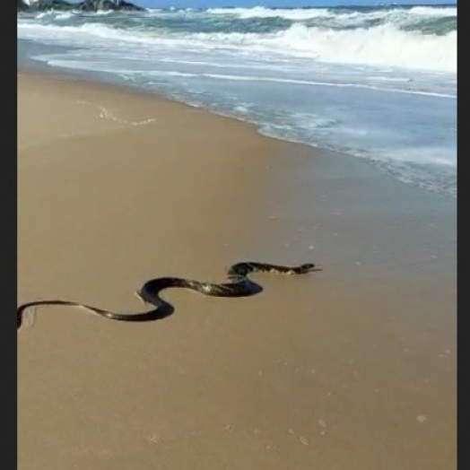 Cobra aparece no mar e pega onda em Santa Catarina; vídeo